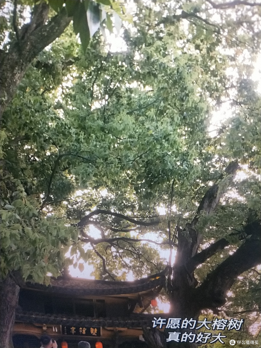 丽水古堰画乡and天然氧吧超细穷游攻略