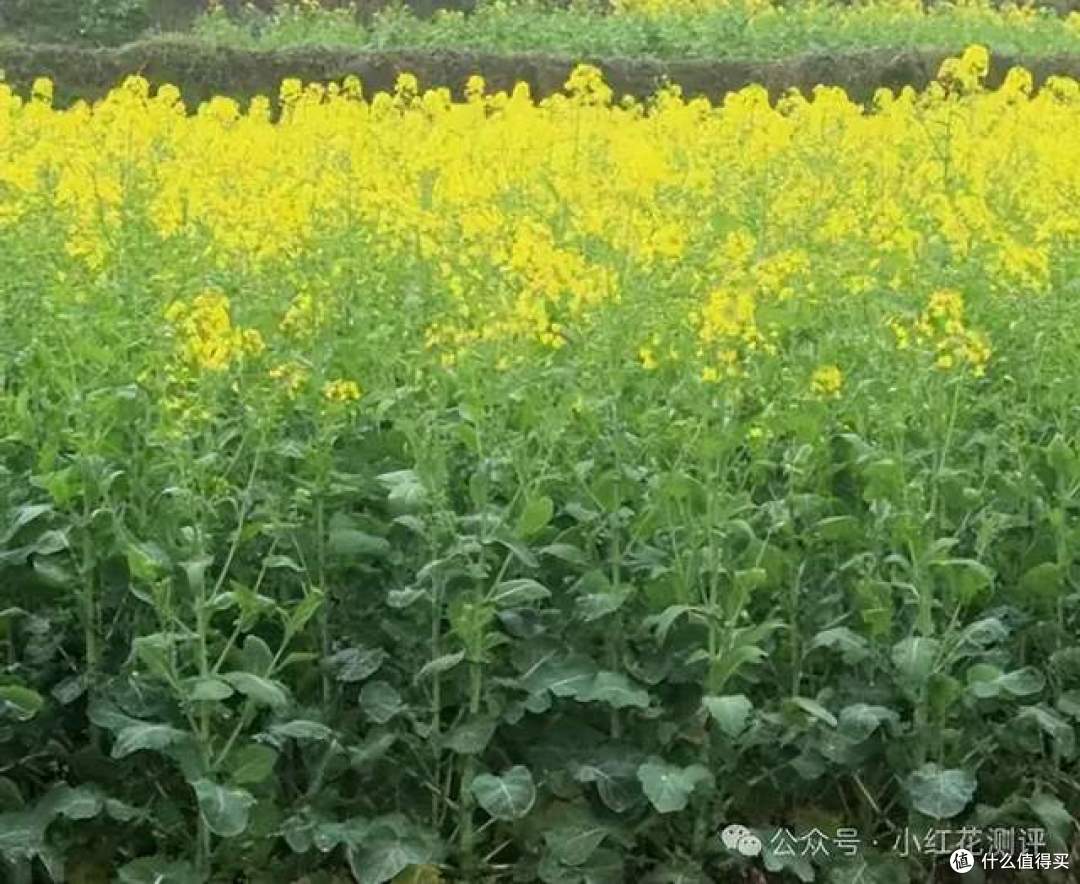 菜籽油遭美国巨头集体「封杀」?我们中国人吃最多的油真有问题?