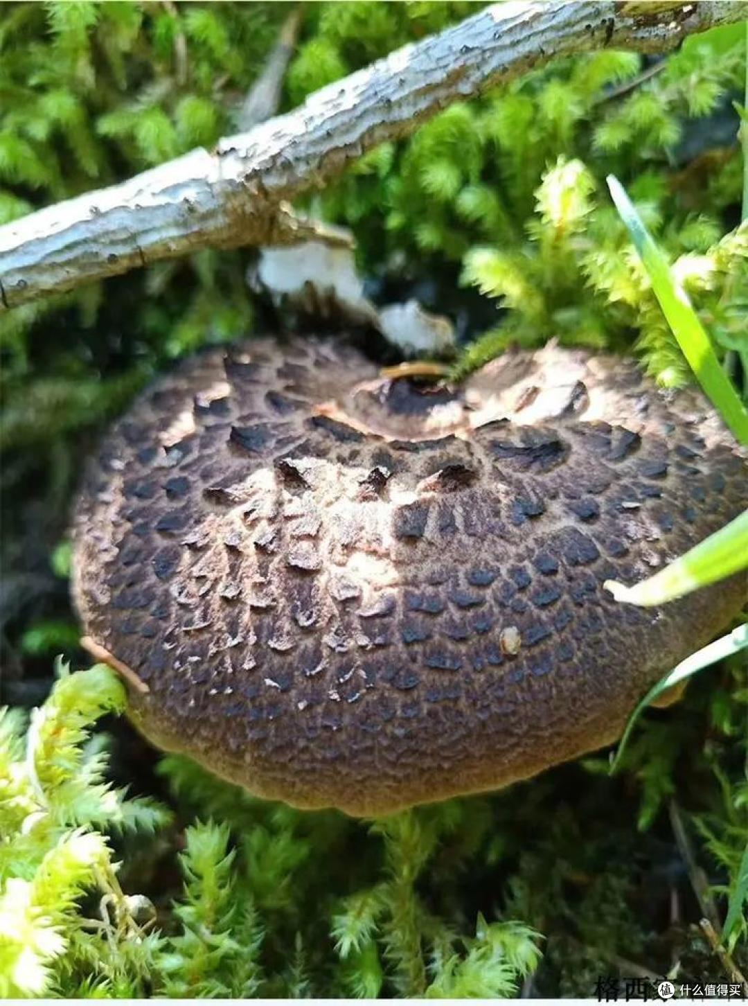 走啊,一起去新疆吃野生菌!