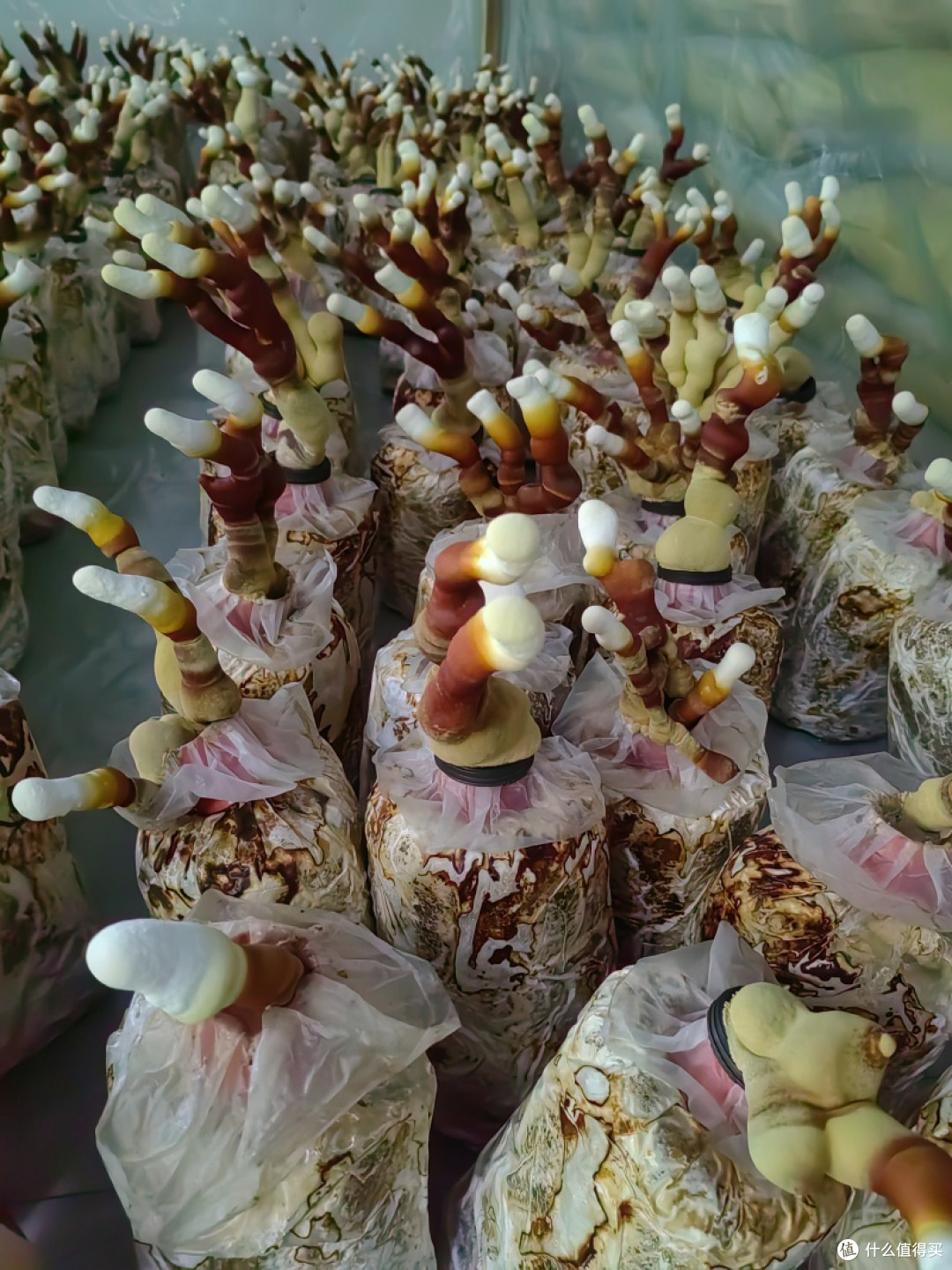 走啊,一起去新疆吃野生菌!