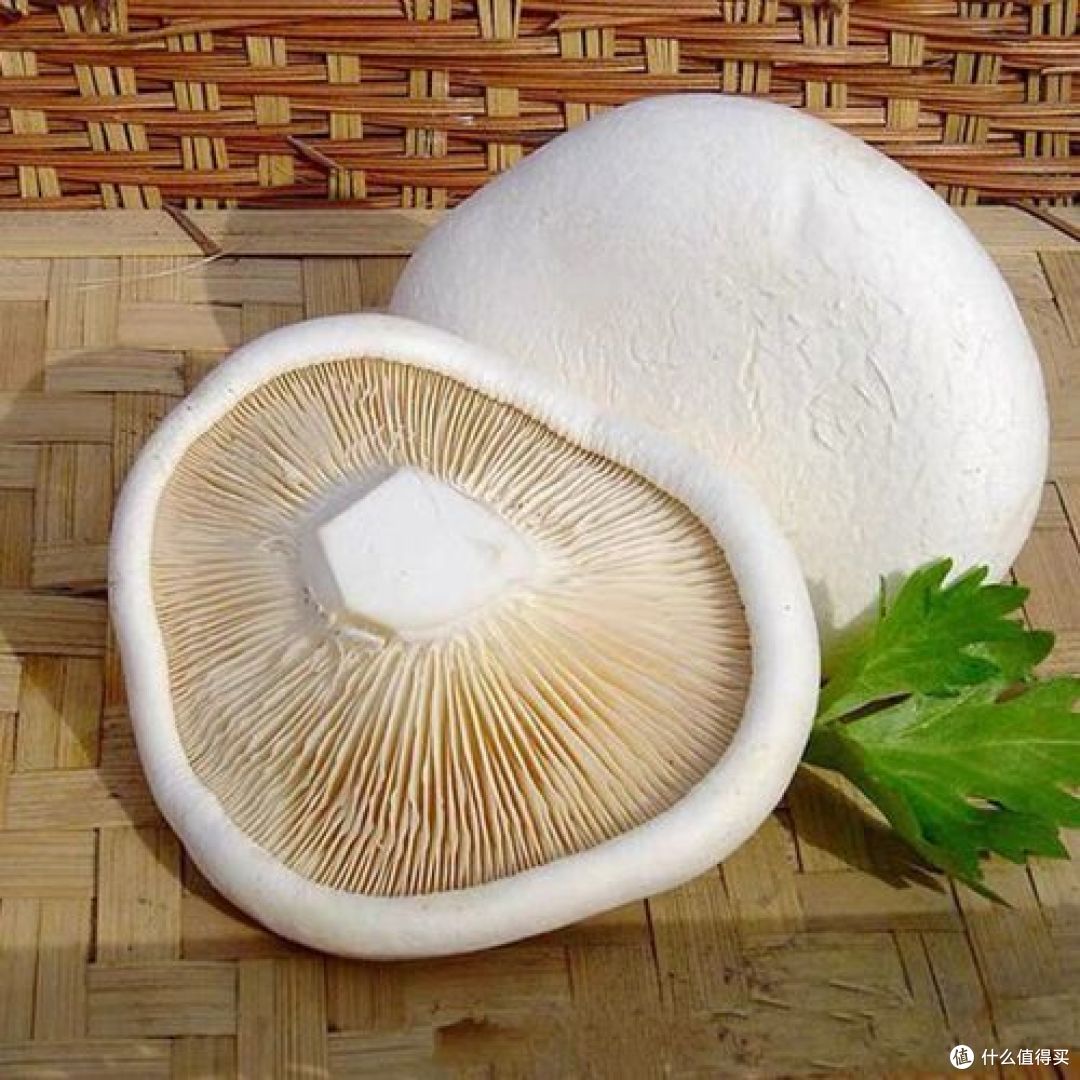 走啊,一起去新疆吃野生菌!