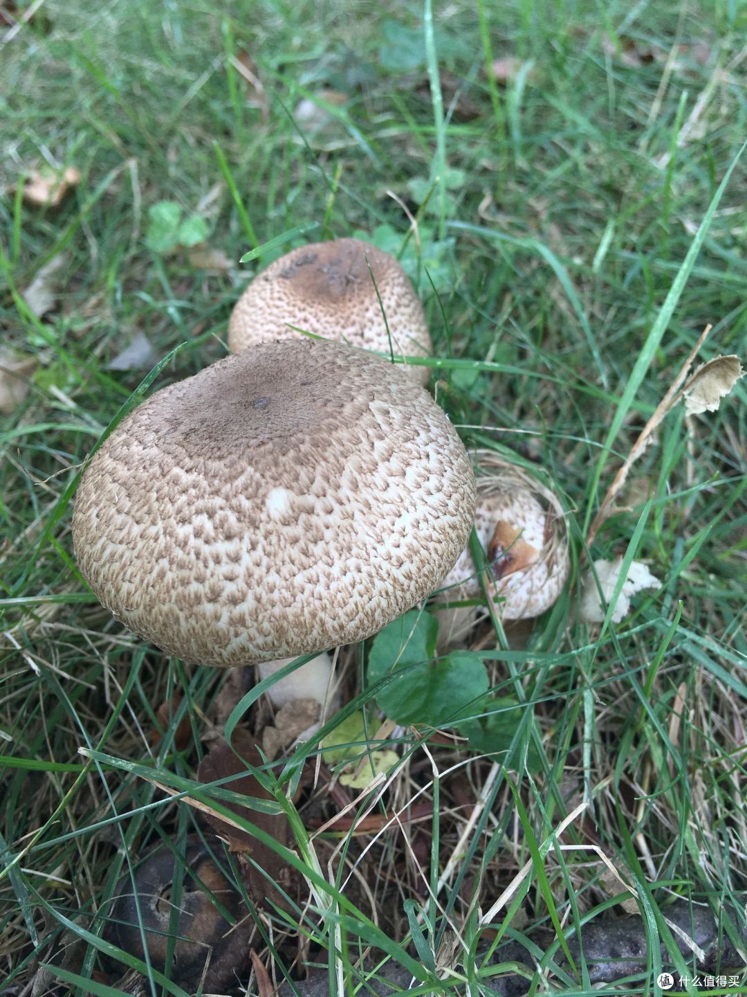 走啊,一起去新疆吃野生菌!