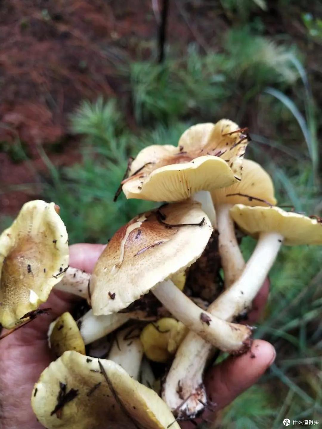 走啊,一起去新疆吃野生菌!