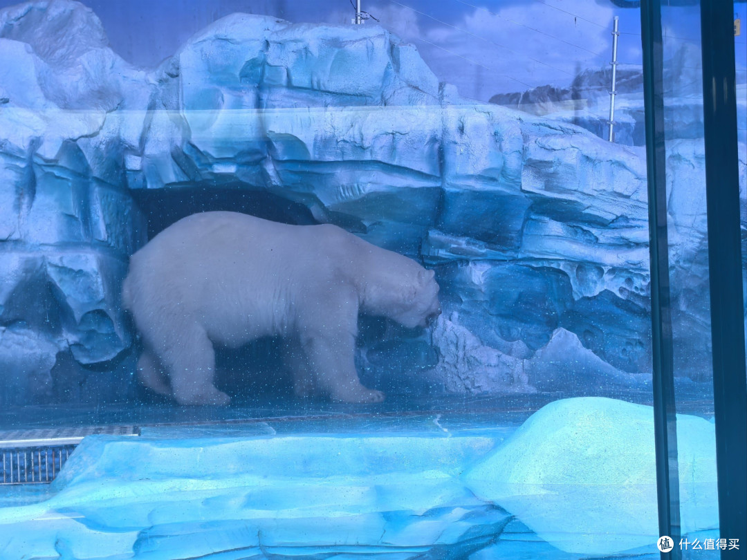 昆明夏日限定:在30℃天里和北极熊贴贴的奇妙体验