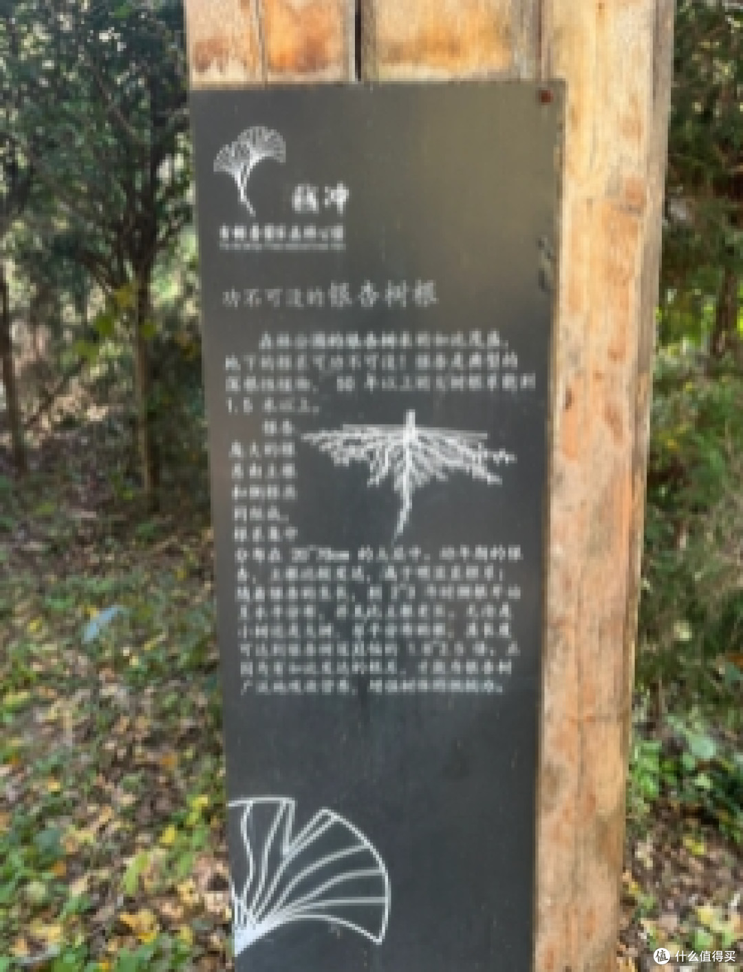湖北安陆钱冲银杏谷:秋日秘境的千年童话之旅