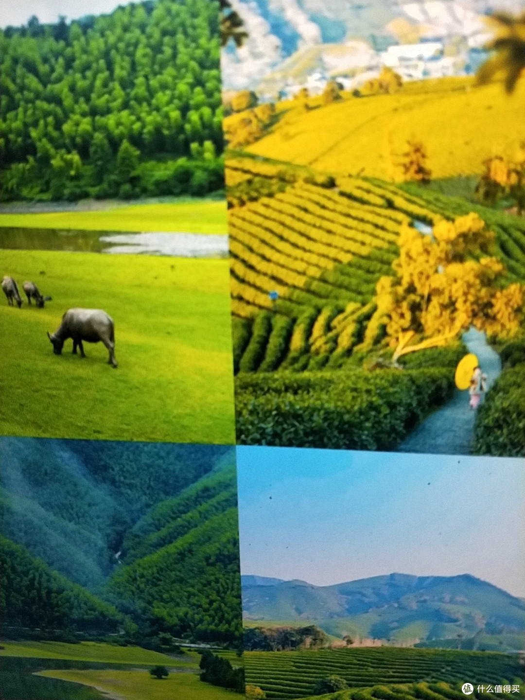 逃离西湖人潮,奔赴安吉上春山的诗意之约