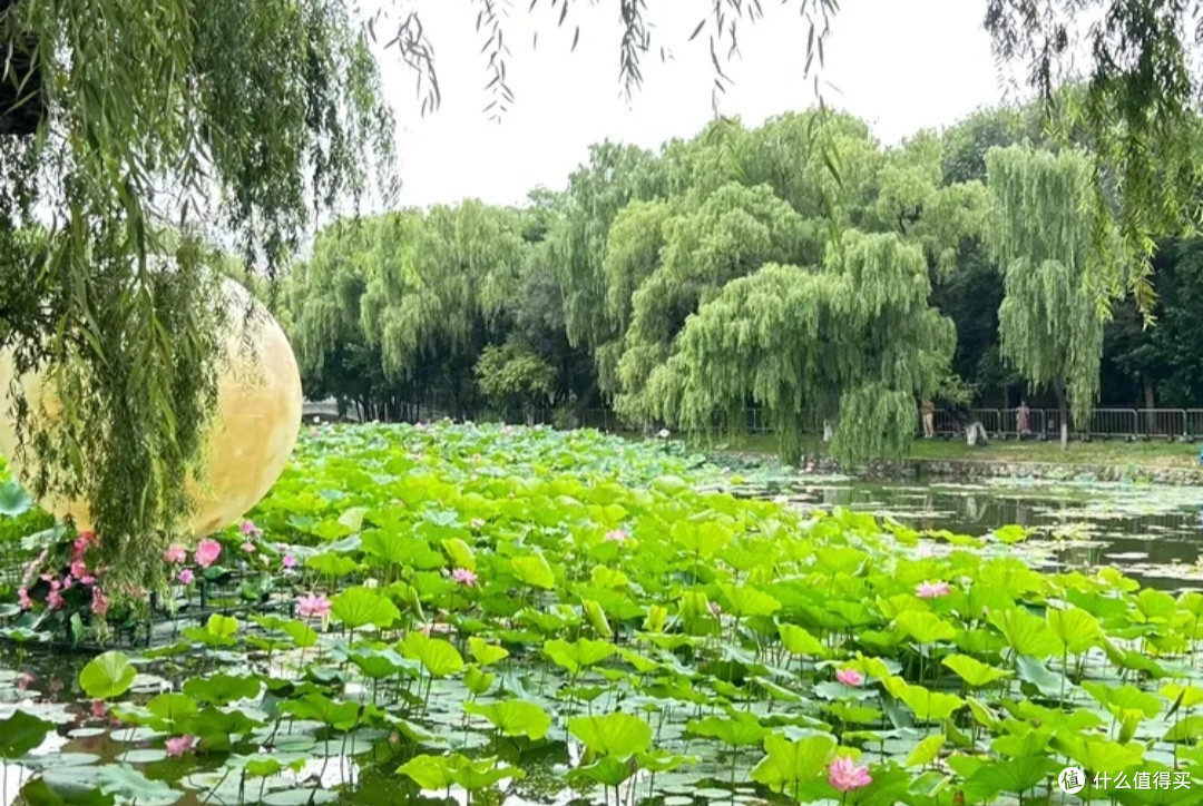 北陵公园夏日荷塘游记