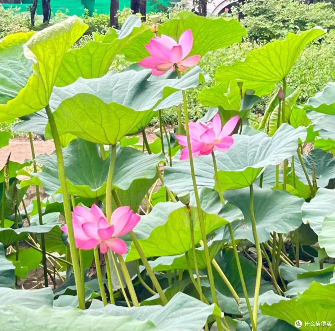 北陵公园夏日荷塘游记