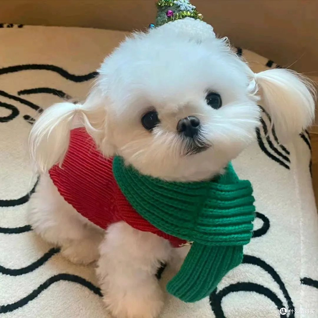 泰迪吃什么牌子的狗粮?幼犬狗粮排名前十品牌