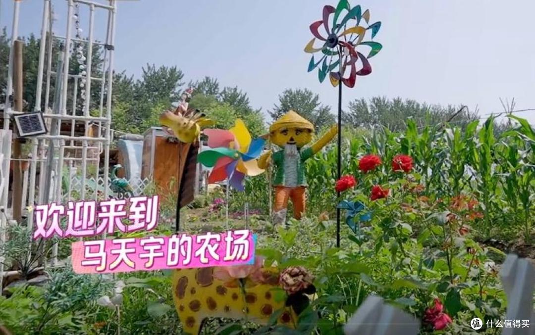 马天宇的院子又火了，仅一菜园、鸡舍就圈粉百万，一看就不是摆拍