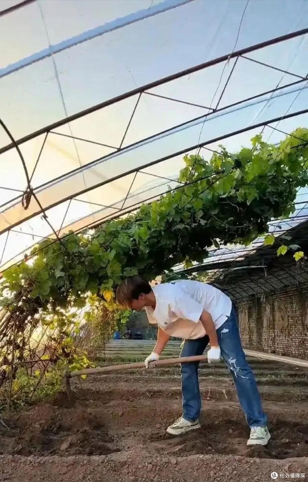 马天宇的院子又火了，仅一菜园、鸡舍就圈粉百万，一看就不是摆拍