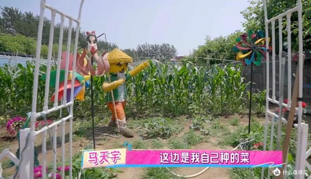 马天宇的院子又火了，仅一菜园、鸡舍就圈粉百万，一看就不是摆拍
