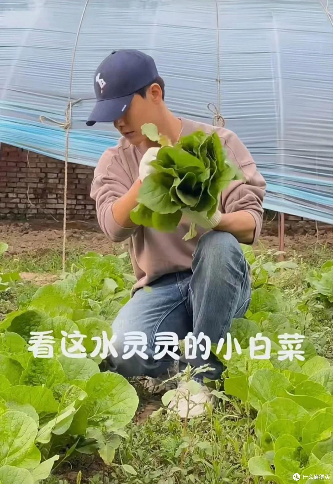 马天宇的院子又火了，仅一菜园、鸡舍就圈粉百万，一看就不是摆拍