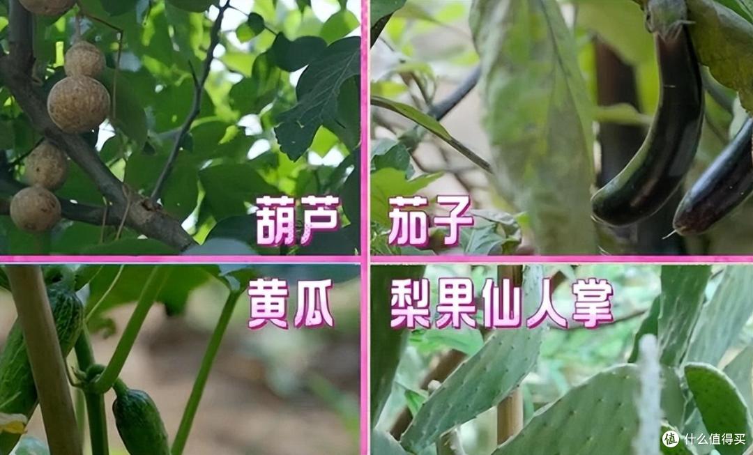 马天宇的院子又火了，仅一菜园、鸡舍就圈粉百万，一看就不是摆拍