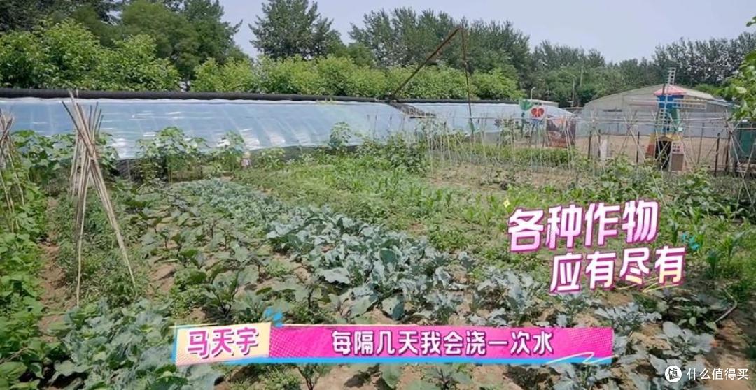 马天宇的院子又火了，仅一菜园、鸡舍就圈粉百万，一看就不是摆拍