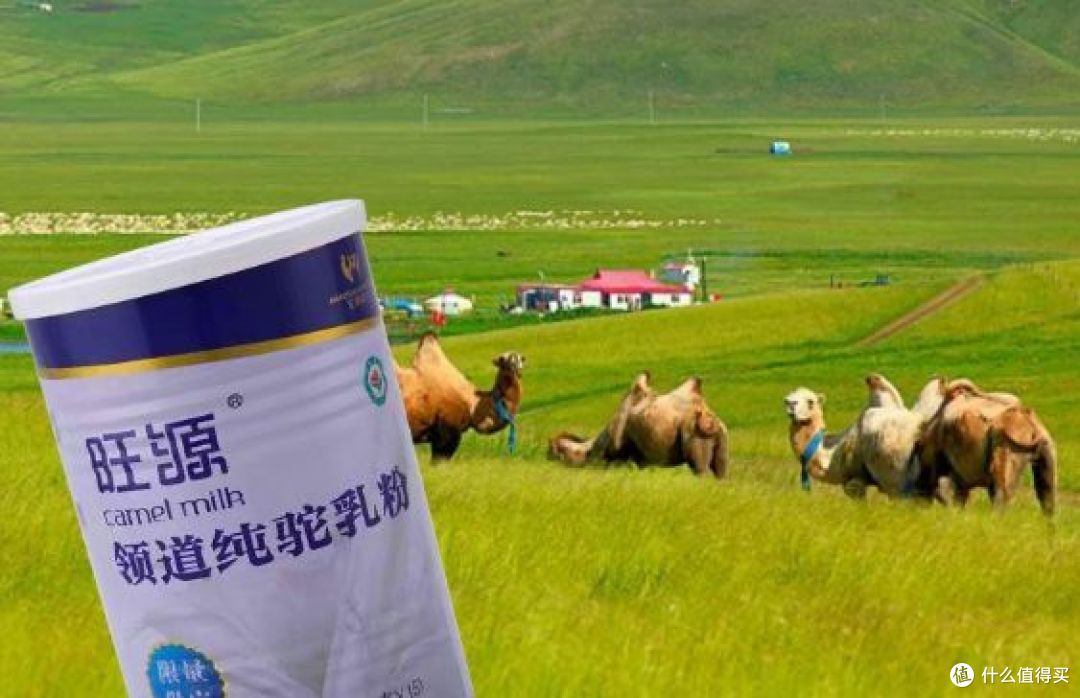 真驼奶和假驼奶的区别,你能分得清吗?