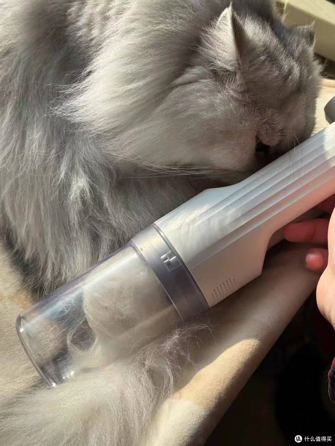 宠物吸毛器解决掉毛烦恼