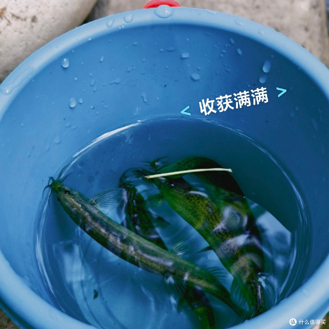 重庆溜娃|在渝北🌳闯入无蚊森林“赶海”