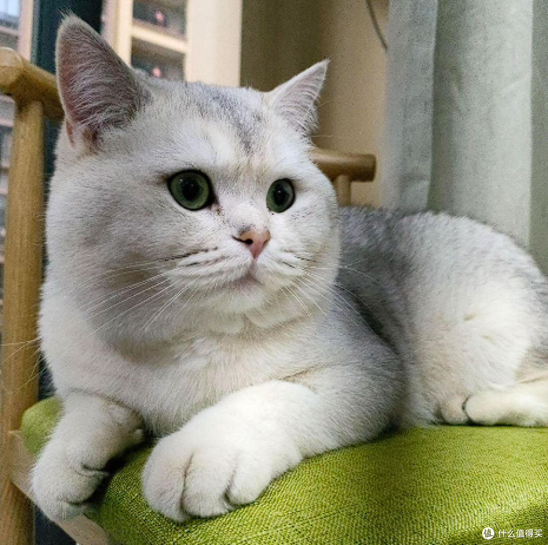 猫用空气净化器吸猫毛有用吗?分享2025猫用空气净化器排行,无雷