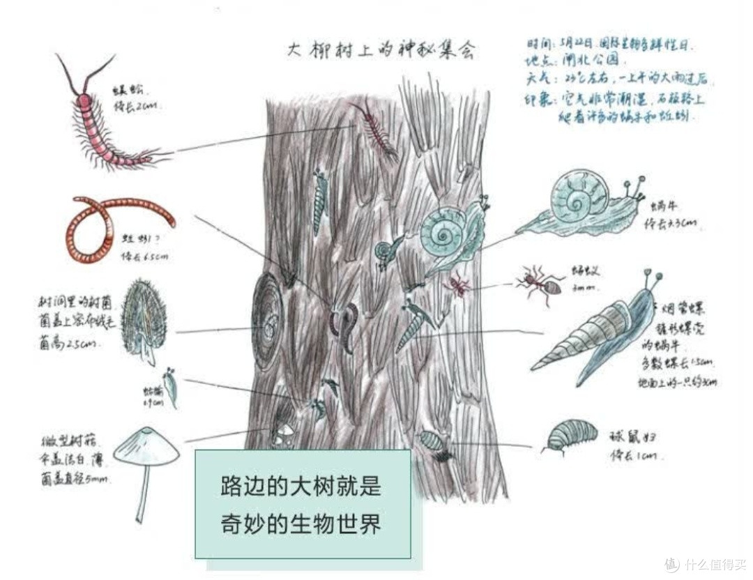 与自然重修旧好:评芮东莉《自然笔记》的治愈力量