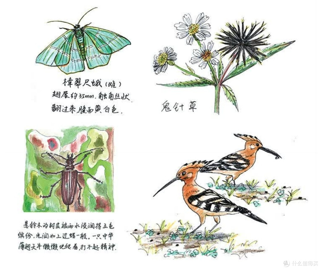 与自然重修旧好:评芮东莉《自然笔记》的治愈力量