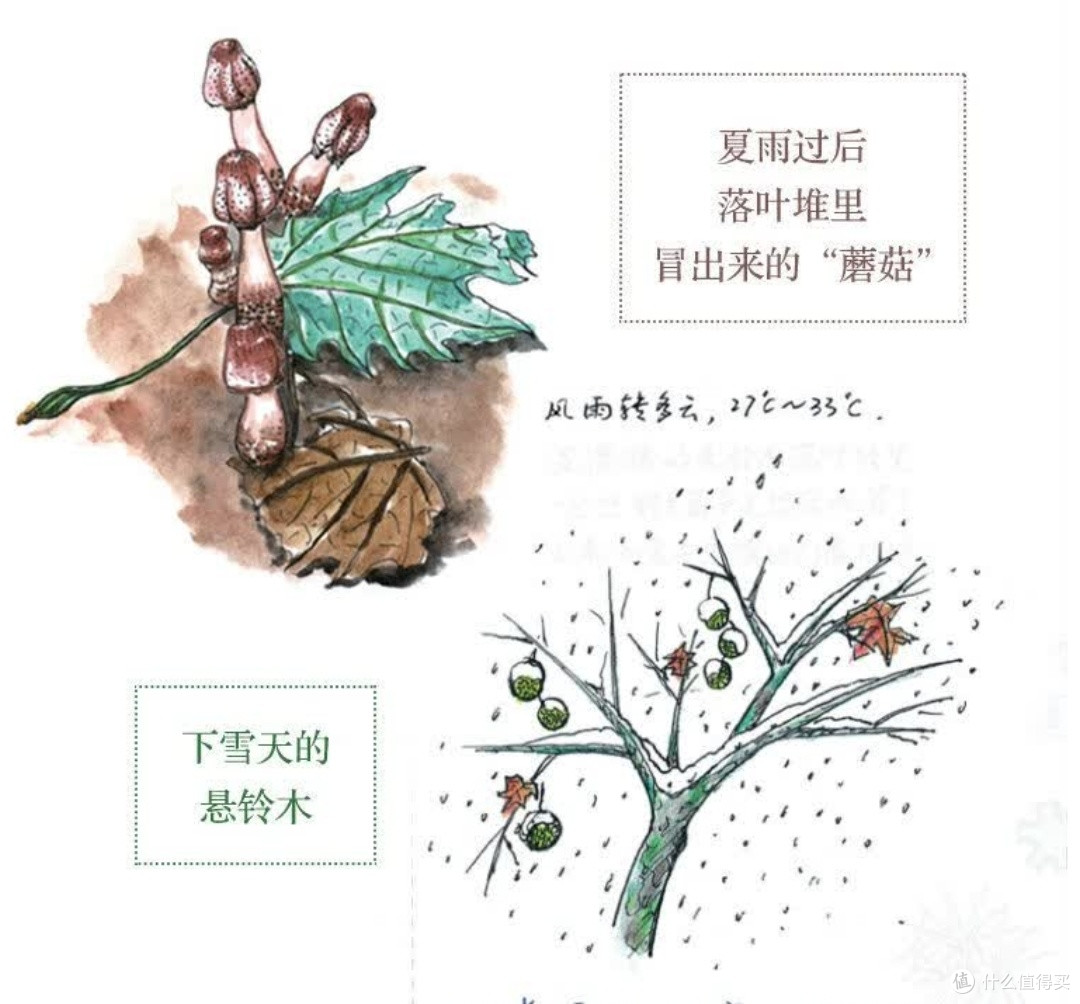 与自然重修旧好:评芮东莉《自然笔记》的治愈力量