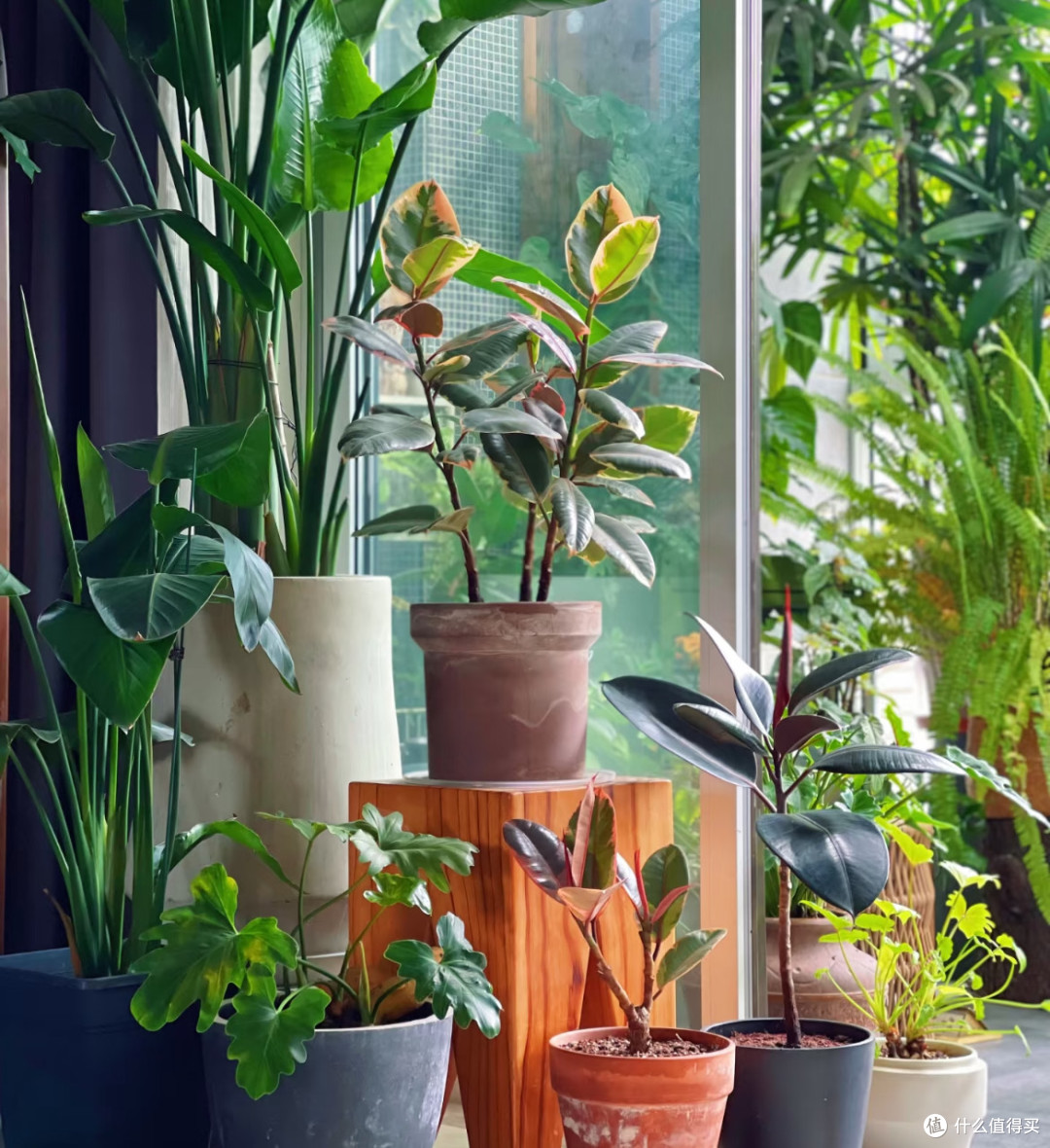 有氧生活小妙招|把家变成“植物园”,治愈感直接拉满!