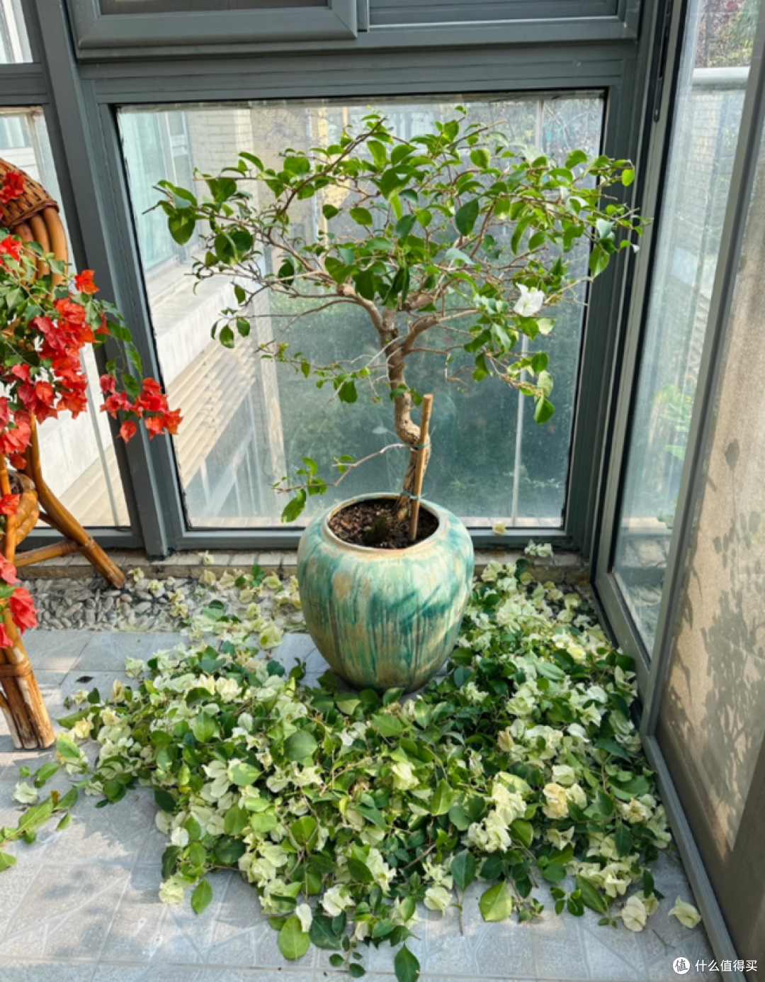 立秋后,可以“剃光头”的10种花,舍得修剪,才能开花旺盛