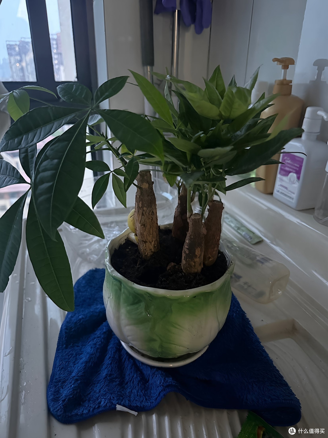 房屋有氧改造计划:打造清新自然居所
