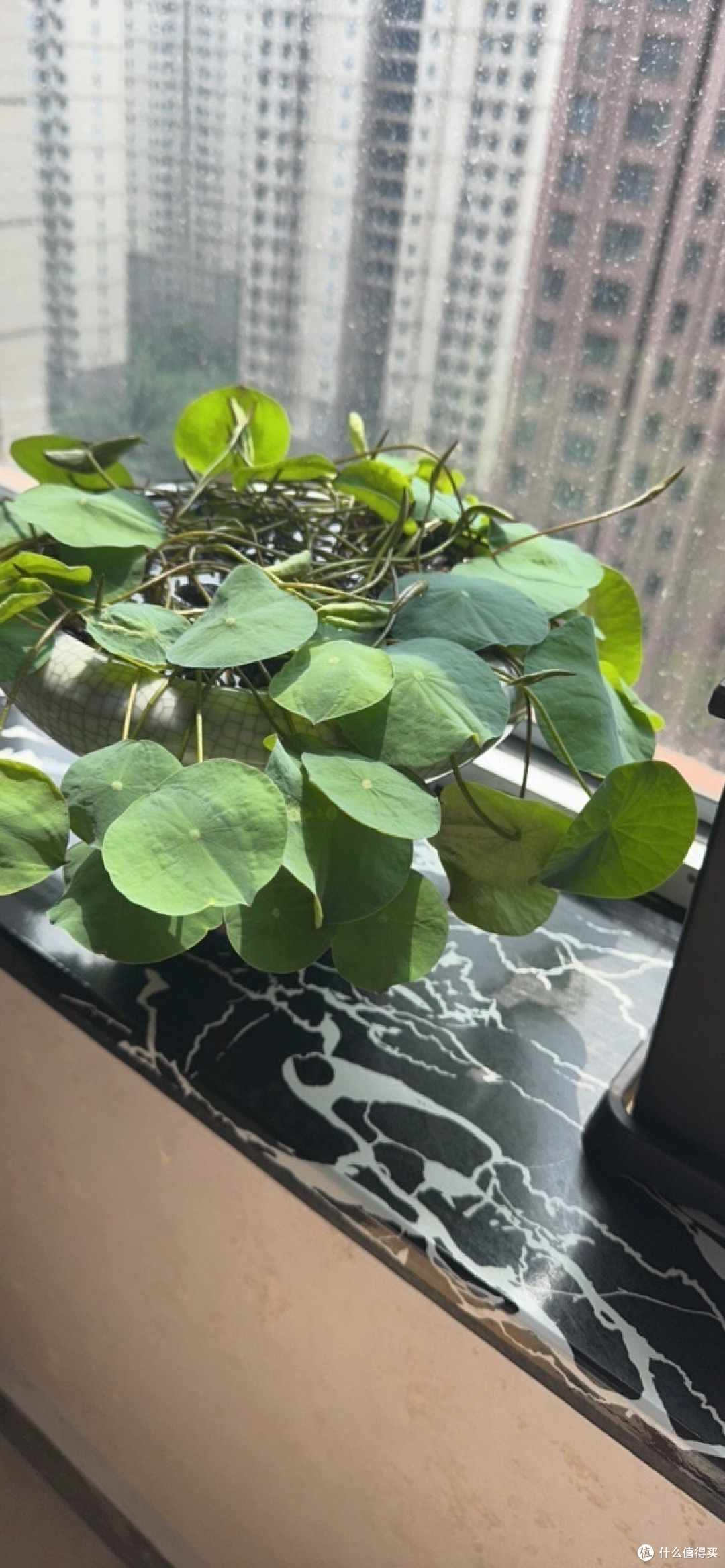七夕情侣浪漫指南：共度甜蜜时光
