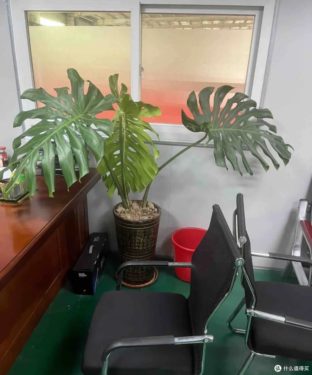 四川一男子,15年的龟背竹成“巨桩”,一树成景,太美啦!