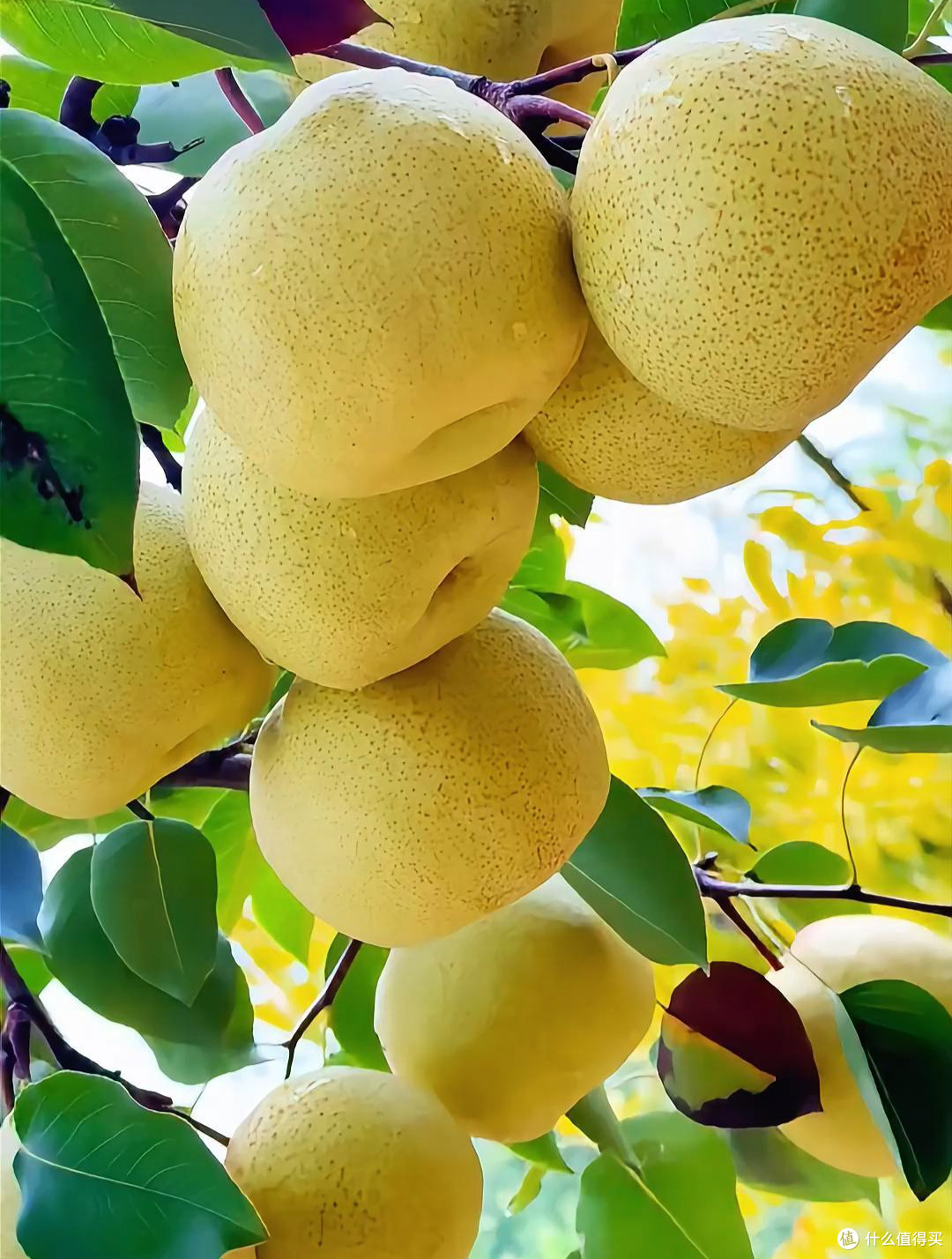 秋梨上市,哪种最好吃?来,涨知识了