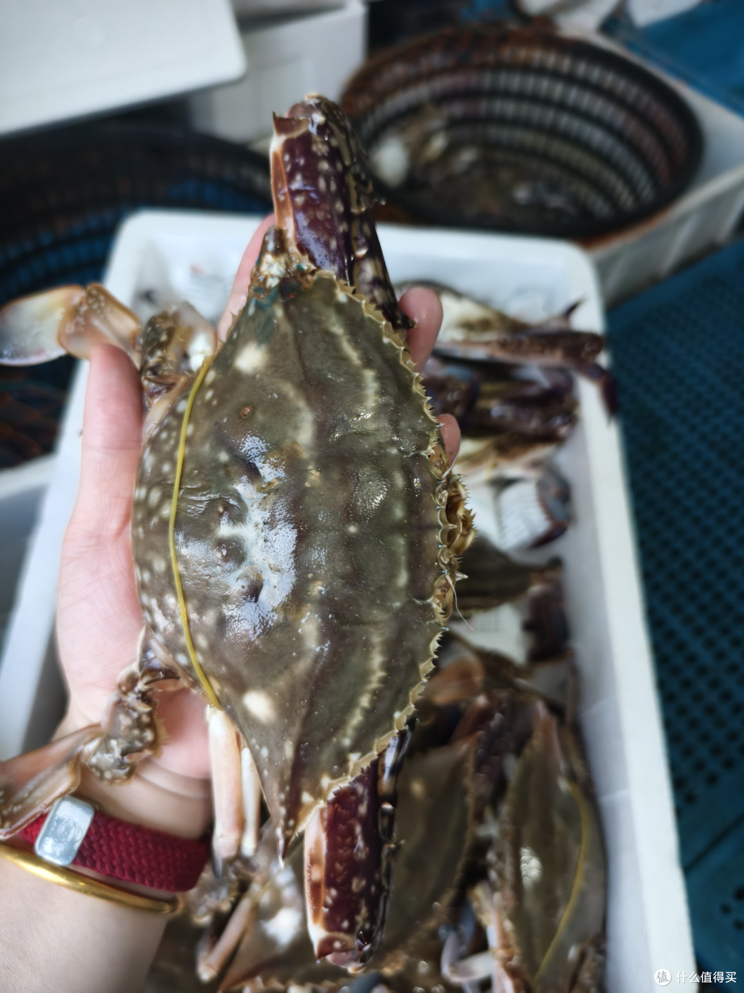 挑蟹秘籍,你学会了吗?