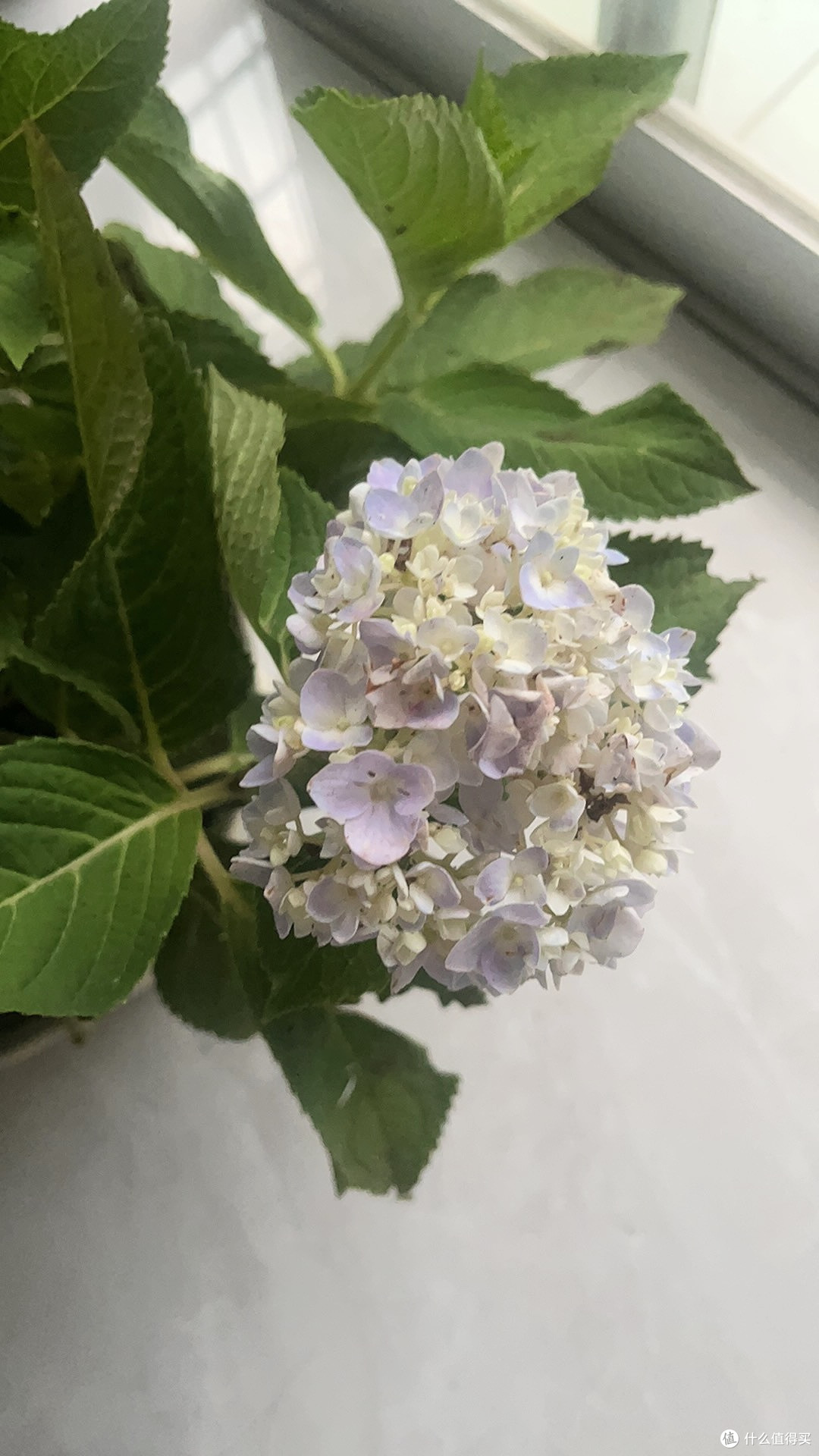 阳台种出绣球海！我的有氧花园打造全攻略