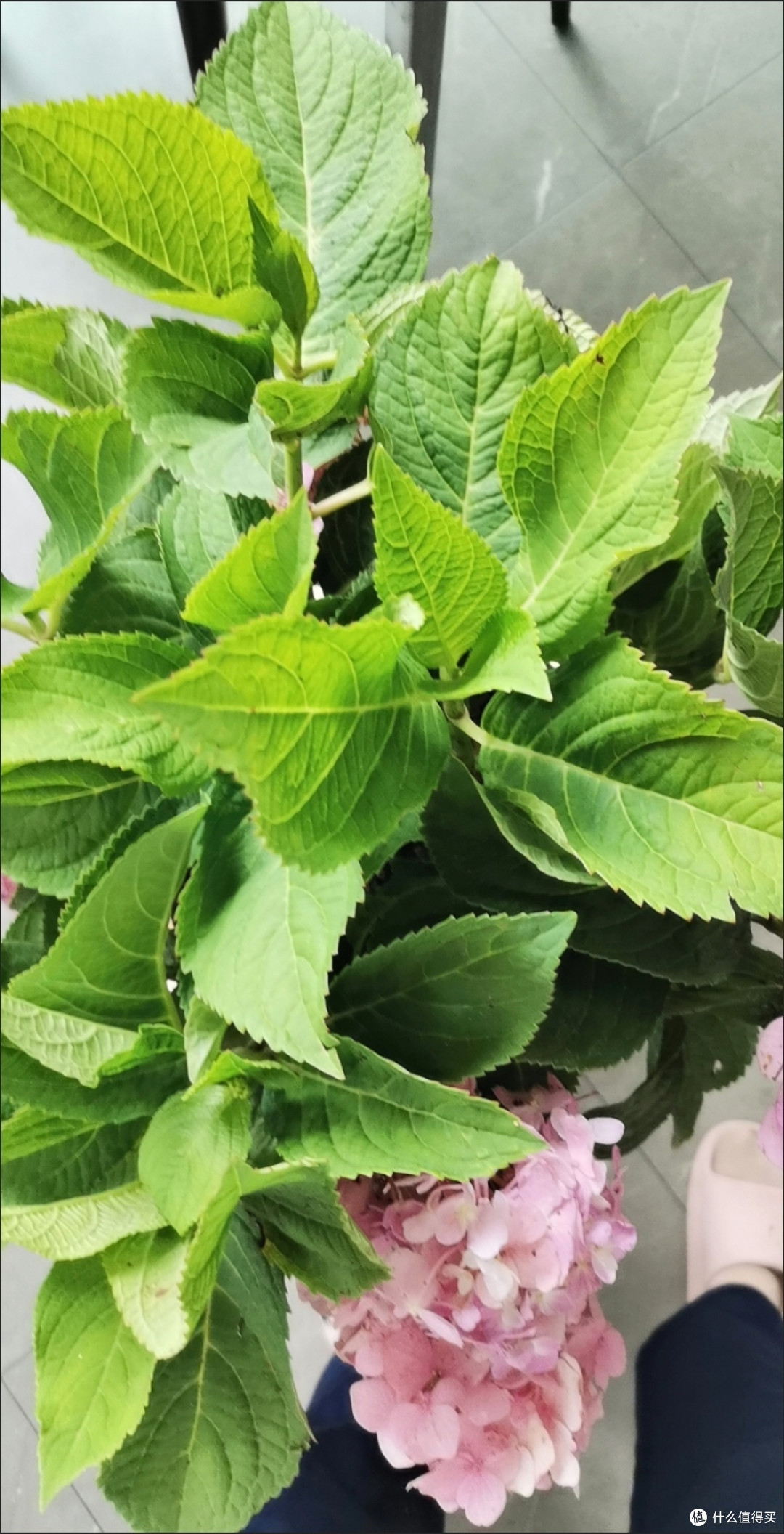 阳台种出绣球海！我的有氧花园打造全攻略