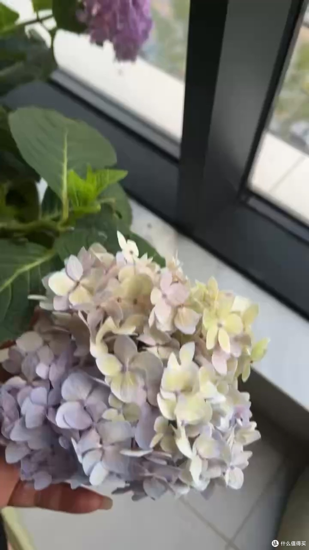 阳台种出绣球海！我的有氧花园打造全攻略