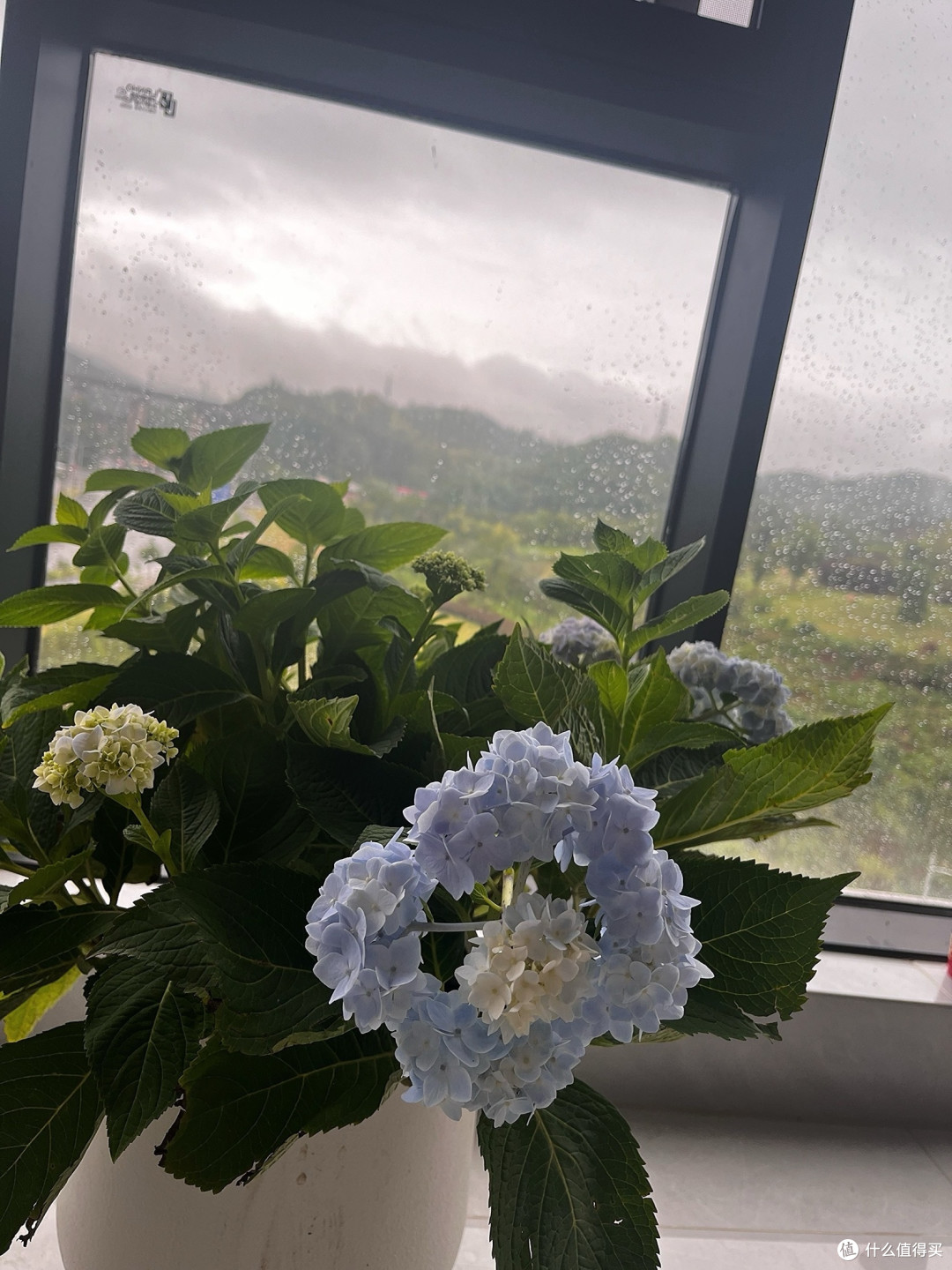 阳台种出绣球海！我的有氧花园打造全攻略