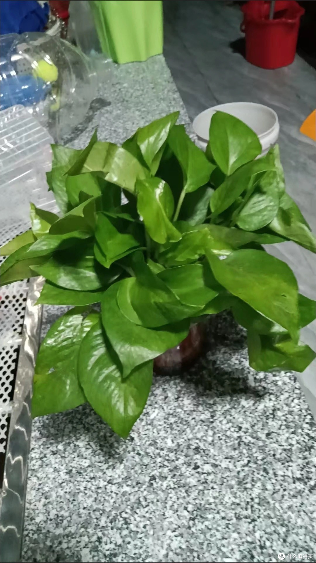 小户型也能呼吸森林空气?