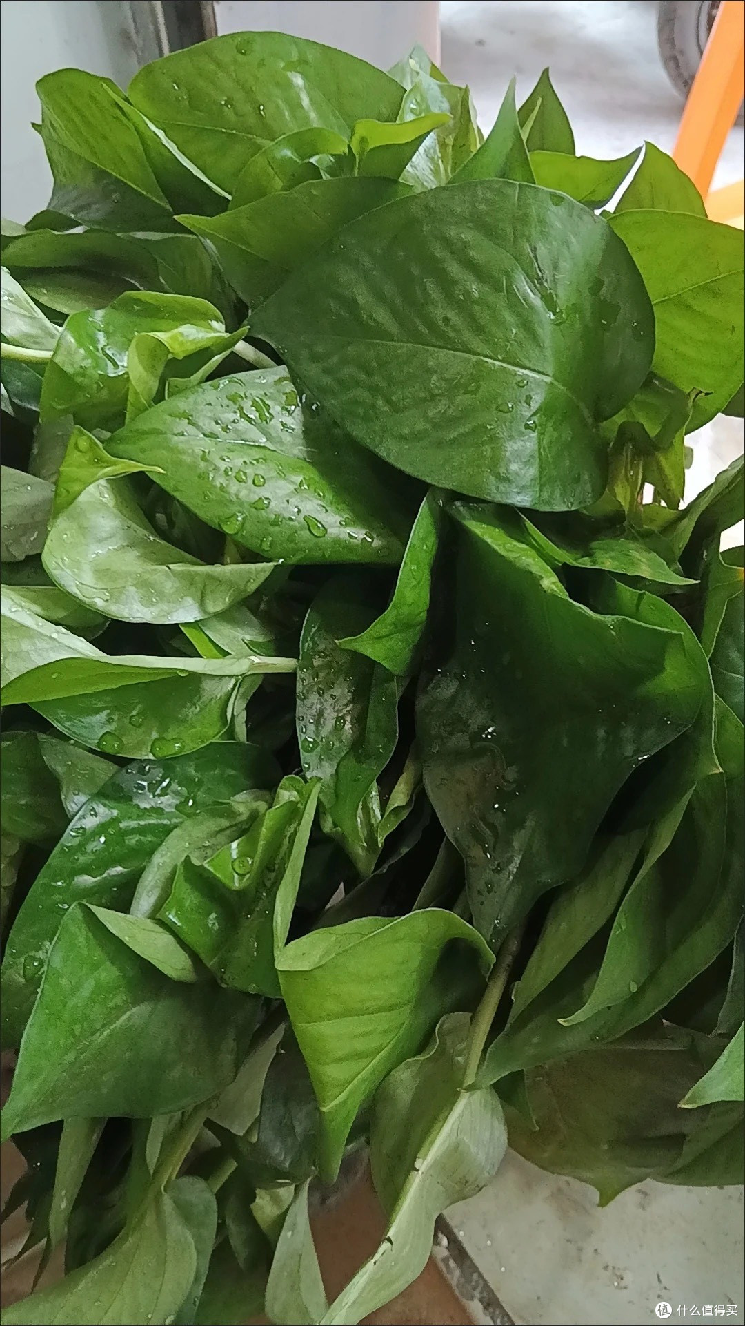 小户型也能呼吸森林空气?