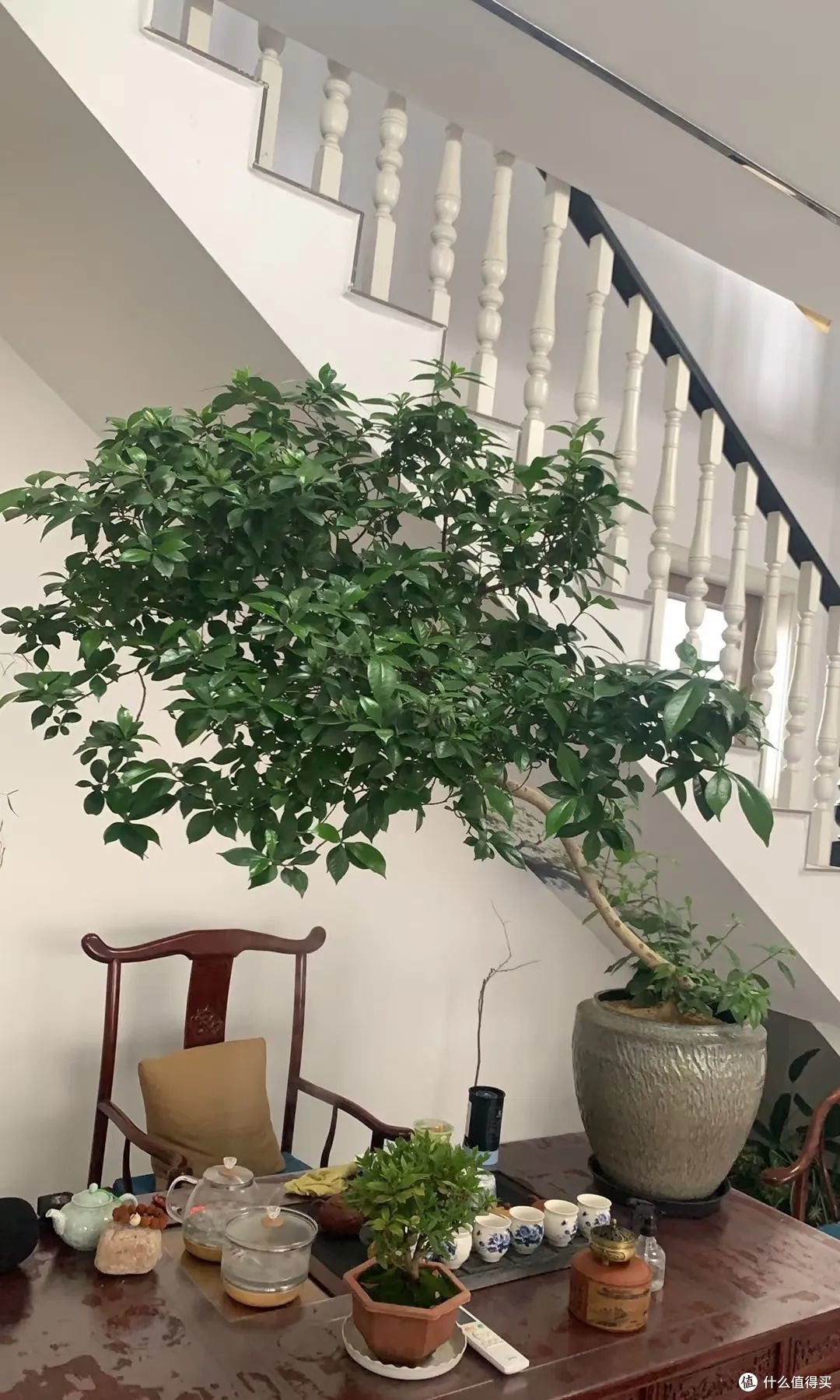 北京一大哥,室内栀子花养成“仙子”,美绝美幻的,网友:羡慕!