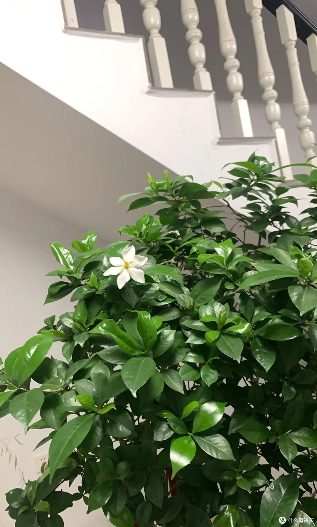 北京一大哥,室内栀子花养成“仙子”,美绝美幻的,网友:羡慕!