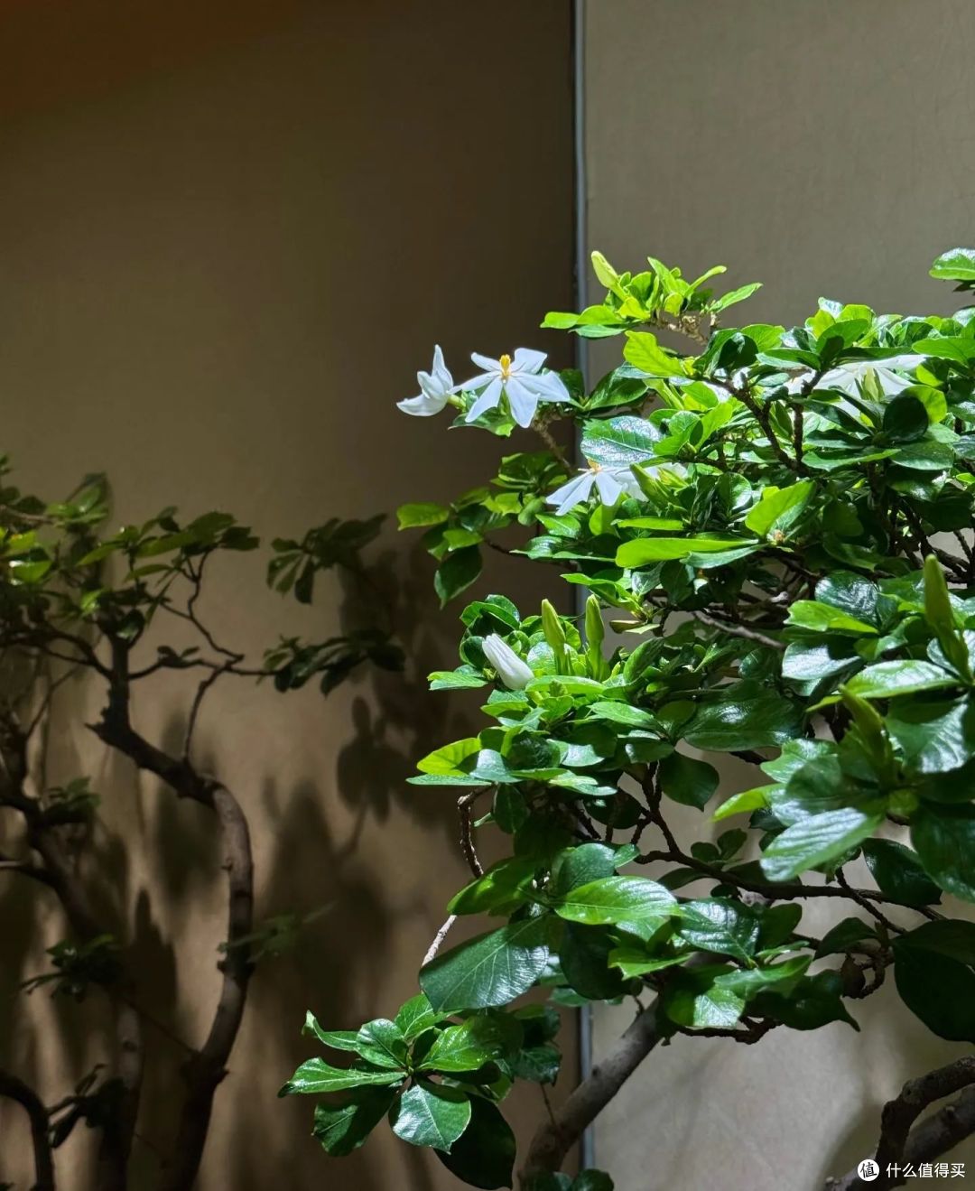 北京一大哥,室内栀子花养成“仙子”,美绝美幻的,网友:羡慕!
