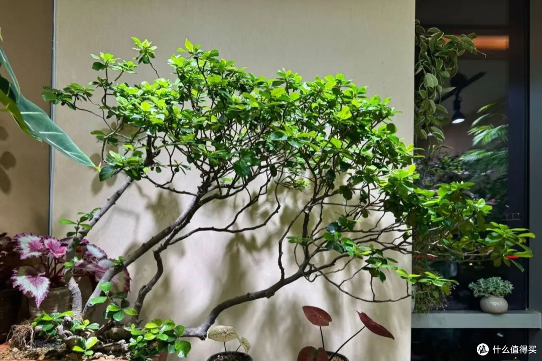 北京一大哥,室内栀子花养成“仙子”,美绝美幻的,网友:羡慕!