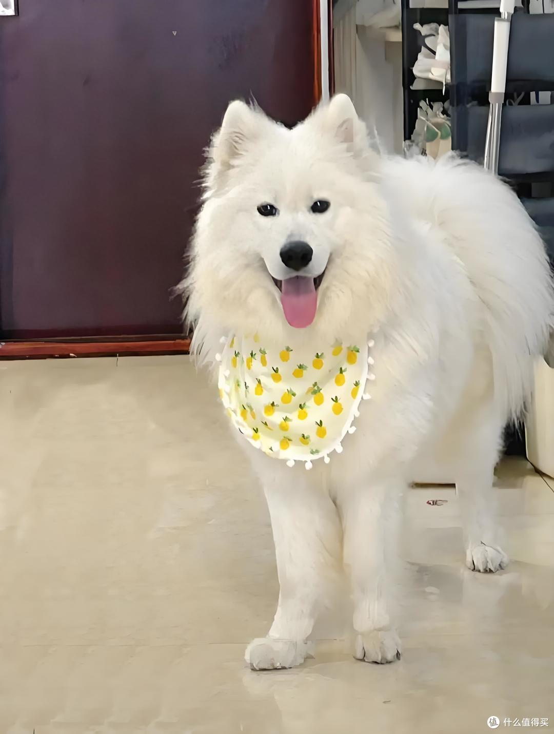 狗狗吃什么狗粮好？什么牌子的狗粮好？狗粮推荐品牌