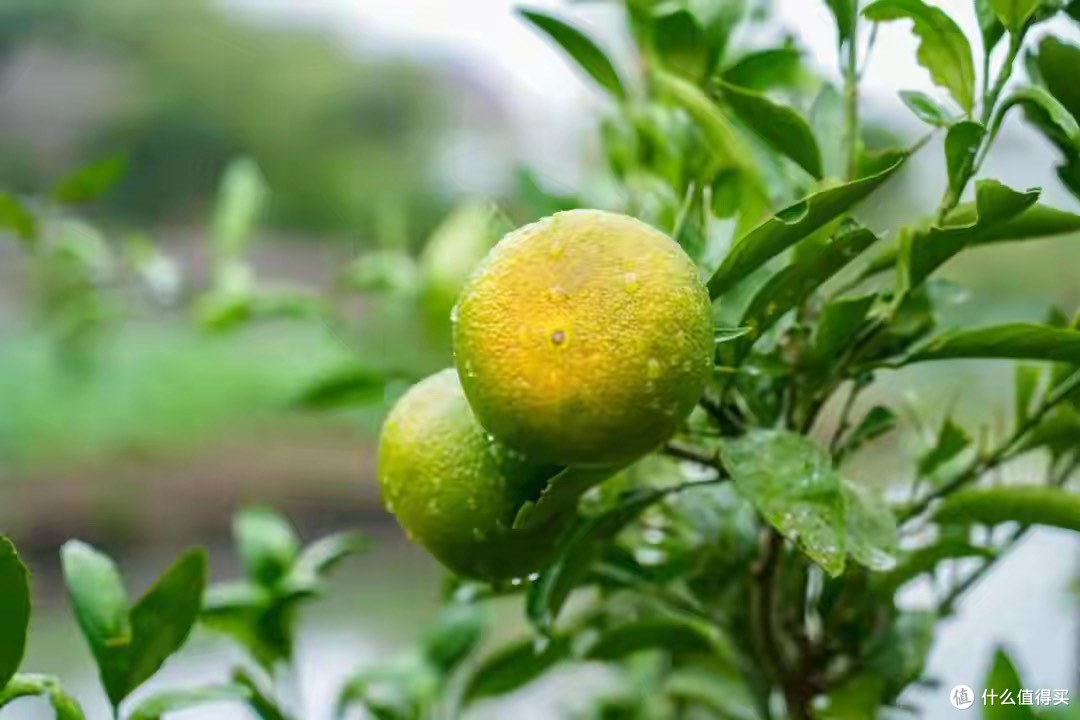 秋日限定美食来啦!吃到它们才算对得起这个秋天→