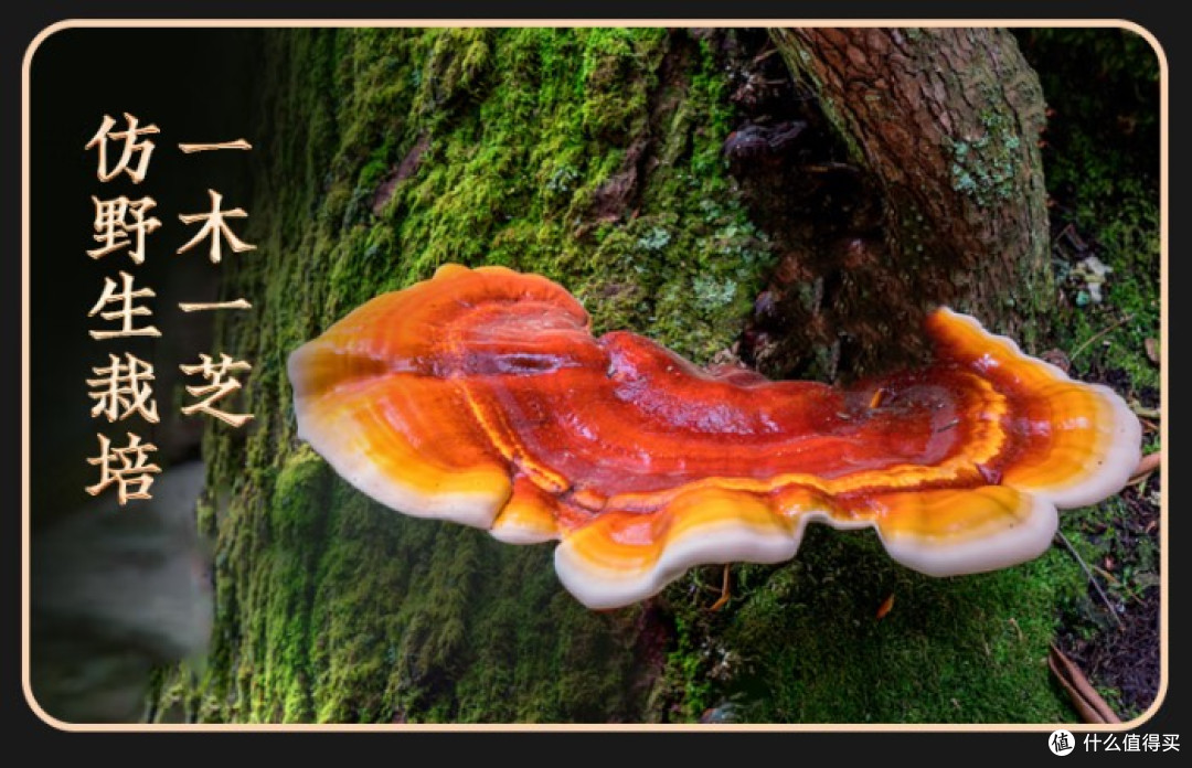灵芝孢子粉哪个牌子最正宗?八大热门品牌排行榜,养生党快收藏!