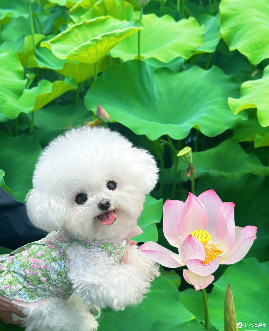 福建一太太,晒小狗最爱的绣球花,见花就粘:真是花痴!