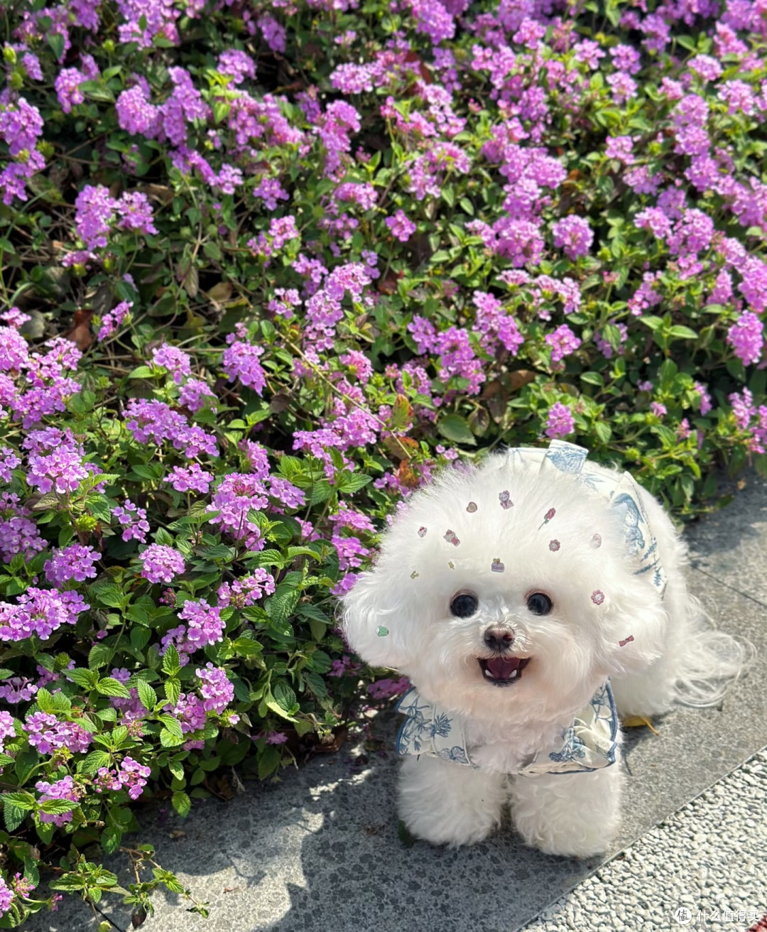 福建一太太,晒小狗最爱的绣球花,见花就粘:真是花痴!