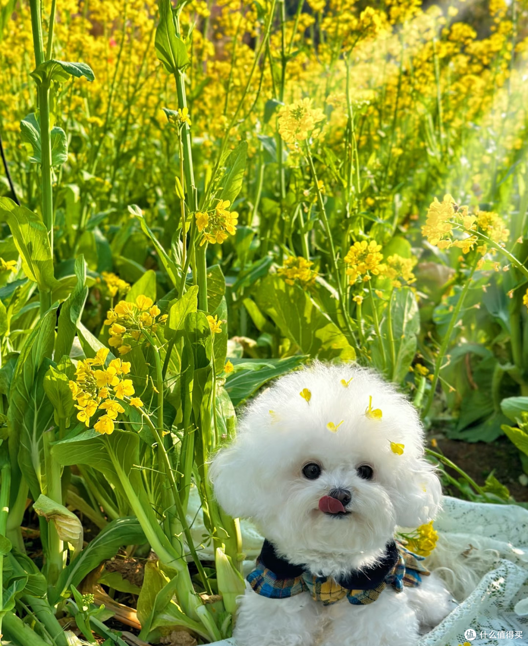 福建一太太,晒小狗最爱的绣球花,见花就粘:真是花痴!