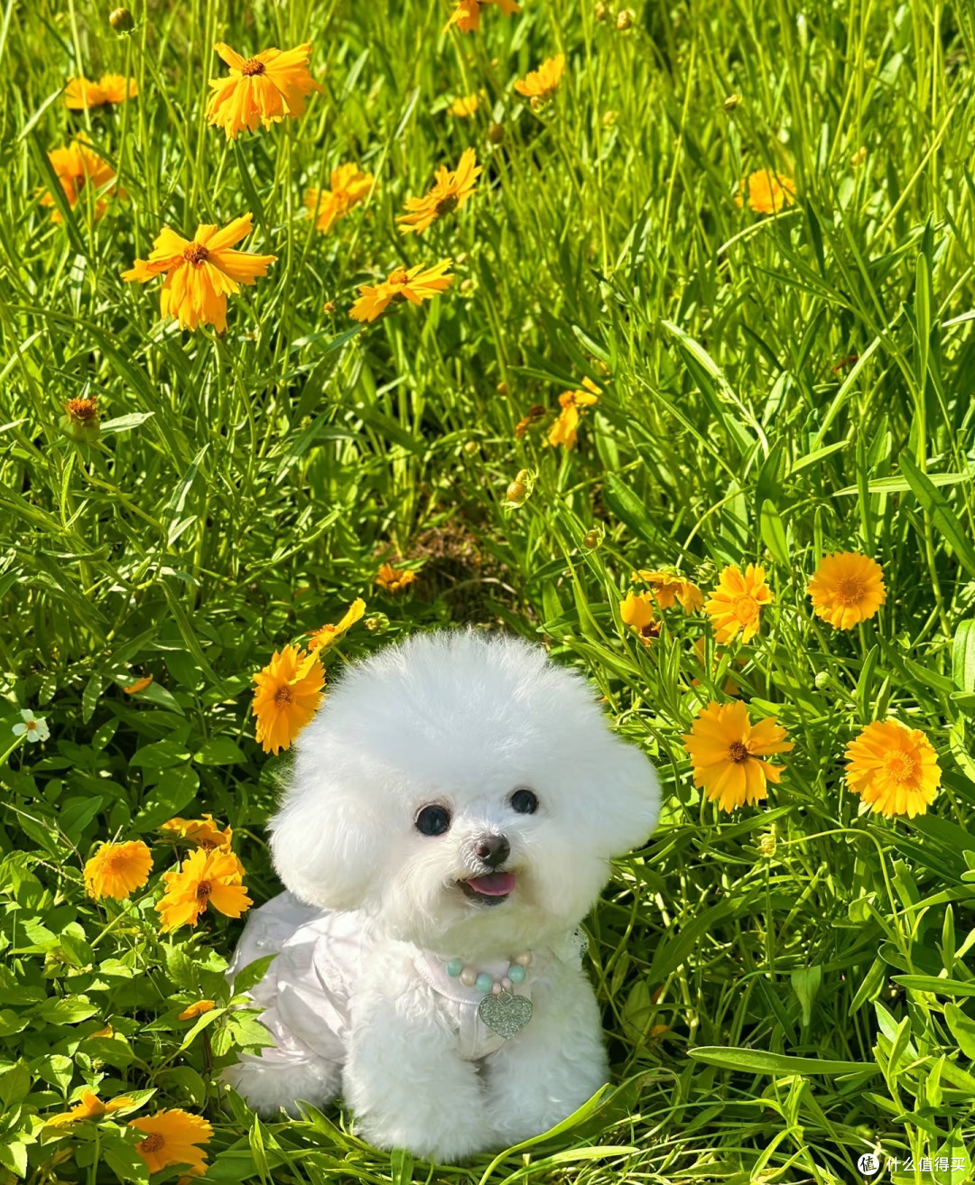 福建一太太,晒小狗最爱的绣球花,见花就粘:真是花痴!